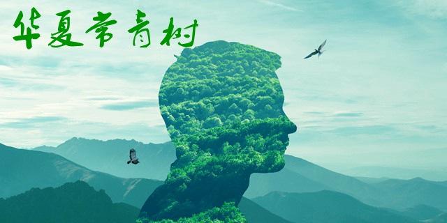 華夏常青樹哪個版本比較好？