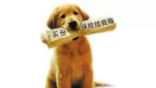 寵物保險怎么挑選？有寵物的你確定不了解一下？
