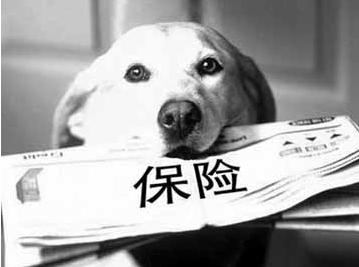 寵物保險怎么挑選？有寵物的你確定不了解一下？